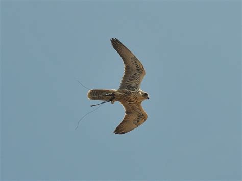 The Online Zoo - Saker Falcon