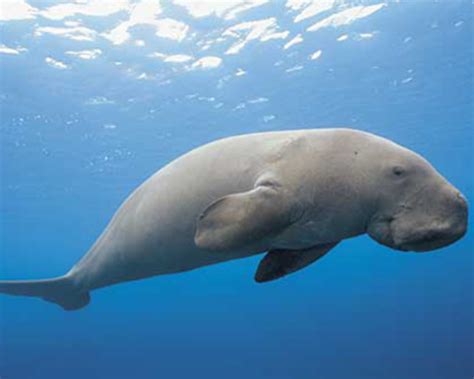 Dugong All In Sri Lanka Dilmah Conservation