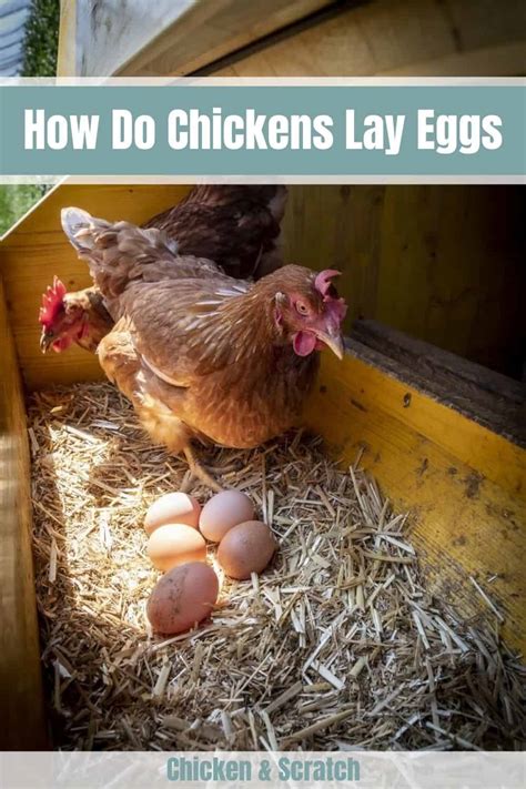 How Do Chickens Lay Eggs Preparation Process And After Care