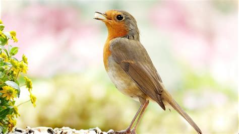 Vogelgezwitscher Vogelstimmen Im Wald 2 Stunden Forest Birdsong Bird