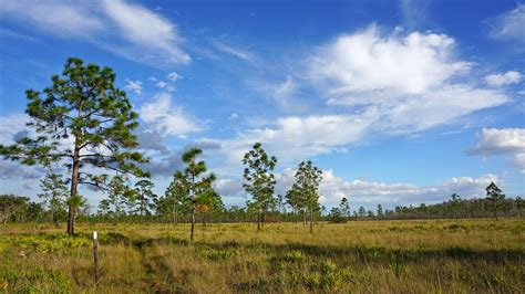 Prairie Lakes Loop Three Lakes Wma Florida Hikes