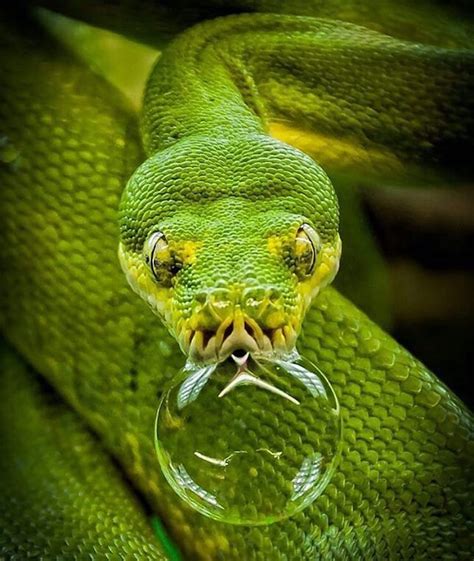 Blowing bubbles Photography by Gerald H. Cute Reptiles, Reptiles And ...