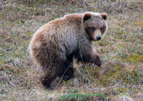 Baby Grizzly | Smithsonian Photo Contest | Smithsonian Magazine