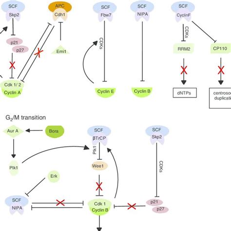 Structure Of The Scf And The Apc C Ubiquitin Ligases The Scf And Apc C