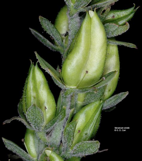 Veratrum Viride American False Hellebore Go Botany