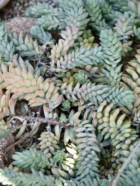 Burro S Tail Sedum Morganianum Growing Guides