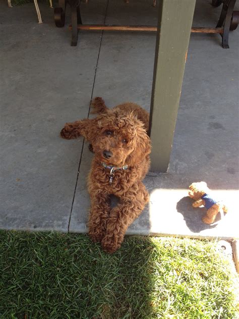 Moyen Poodle Puppies for Sale | Shop Moyen Poodles - Sunshine Acres