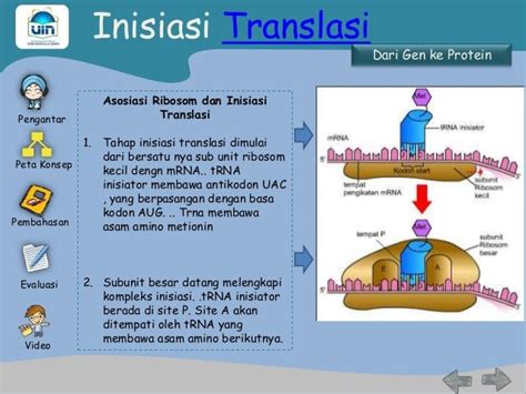 Sintesis Protein