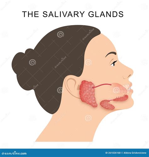 The Salivary Glands In Mammals Are Exocrine Glands Stock Photography ...