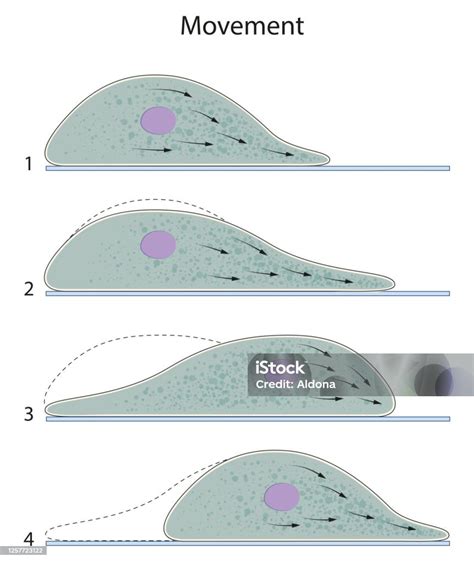 Amoeboid Motion