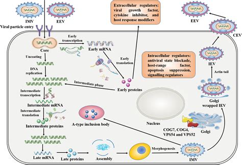 The Land Scape Of Immune Response To Monkeypox Virus Ebiomedicine