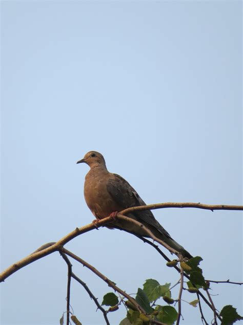 Wing shooting prep | Sports | dailyitem.com