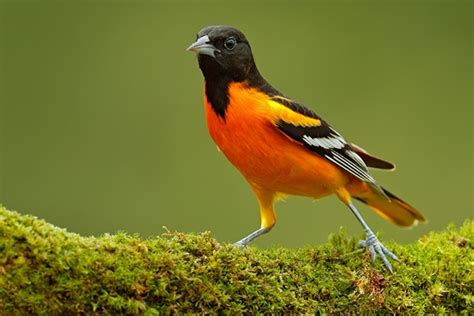 The Baltimore Oriole Song: What Do Orioles Sound Like? - Bird Informer