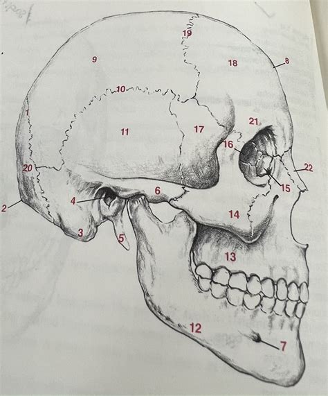 Skull Side View Diagram Quizlet