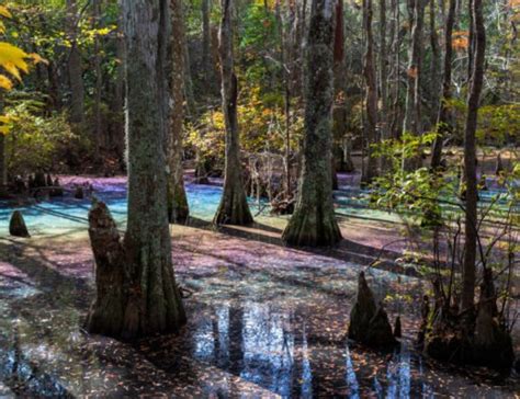 Magical rainbow swamp goes viral