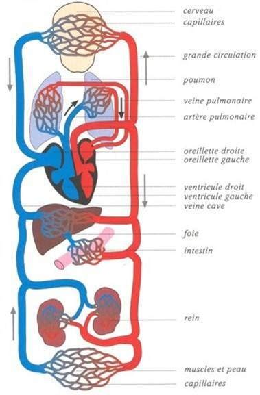 Petite Et Grande Circulation Casimages