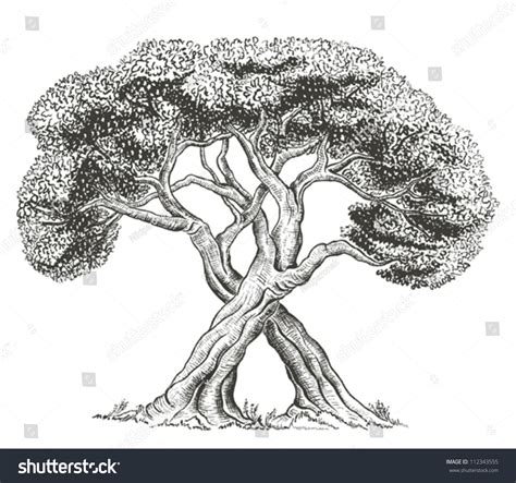 Trees Intertwining With Each Other Stock Vector Illustration 112343555 ...