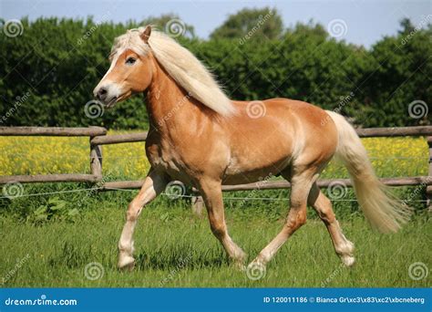 Laufendes Haflinger Pferd Stockfoto Bild Von Schwarzes 120011186