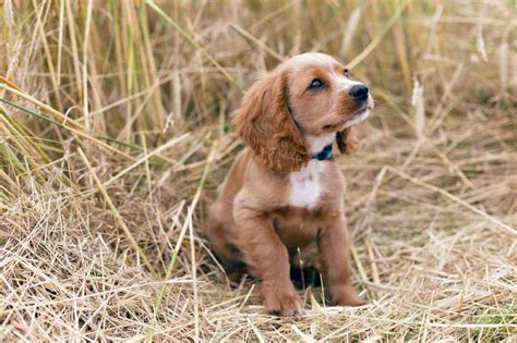 Seriöse Cocker Spaniel Züchter mit Welpen in NRW Hunde2 de