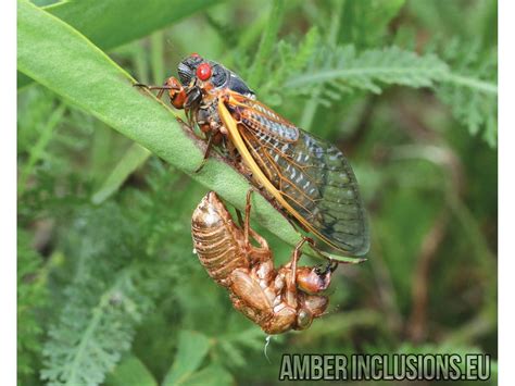 Extremely Rare Big 14 Mm Cicada Tettigarctidae First Example In