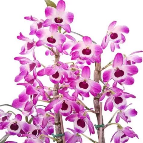 Orqu Dea Dendrobium Nobiles Olho De Boneca Planta Adulta Mercadolivre