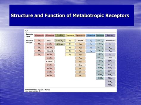 Ppt Neurotransmitter Receptors Powerpoint Presentation Free Download