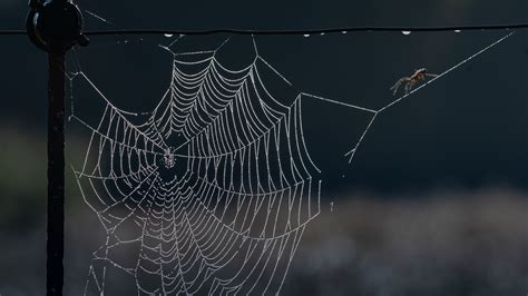 3107762 Spider Spiderweb 4k Wallpaper Images