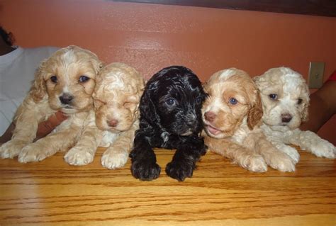 Cockapoo Cocker Spaniel Poodle Mix