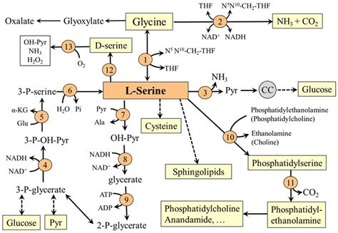 Nutrients Free Full Text Serine Metabolism In Health And Disease