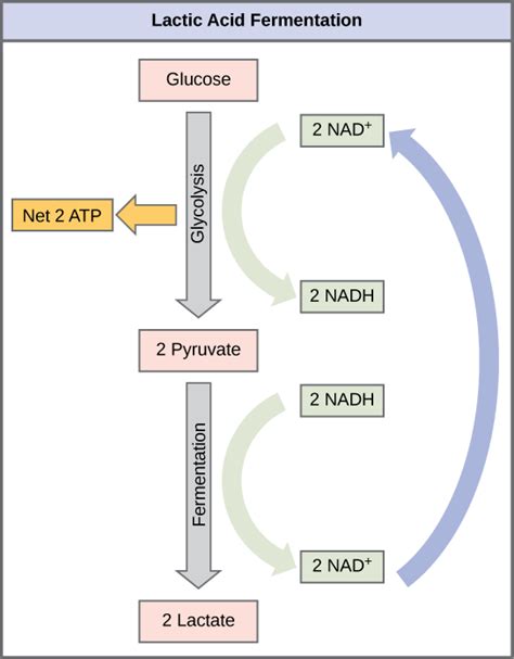 Biology The Cell Cellular Respiration Metabolism Without Oxygen Oertx