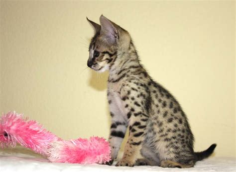 Savannah Cat Breeders - Savannah Cats, Bengal Cats For Sale