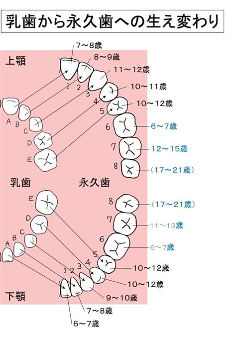 歯の種類 ｜ 八王子市大塚の歯医者 入れ歯・インプラント・矯正 あきいけ歯科