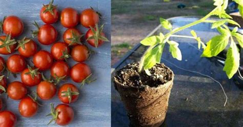 Tenha A Sua Pr Pria Planta O De Tomates Em Casa Como Plantar Tomate