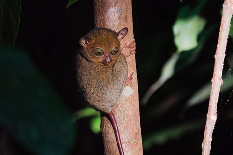 Animali Esotici E Selvatici Litalia Ha Finalmente Detto Basta Al