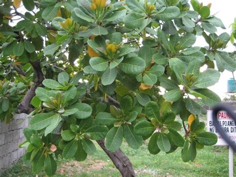 a miracle of Ipil ipil tree and other unique trees: Kasoy, Cashew nut tree