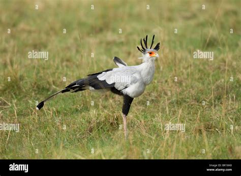 Serengeti Birds Hi Res Stock Photography And Images Alamy