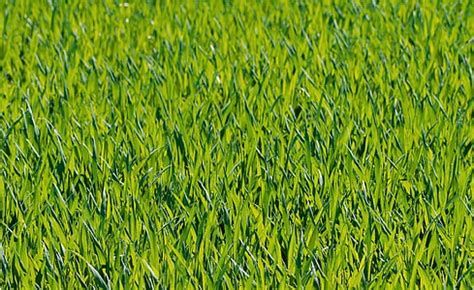 Royalty Free Photo Green Grass Forest Trees Under Dark Clouds During