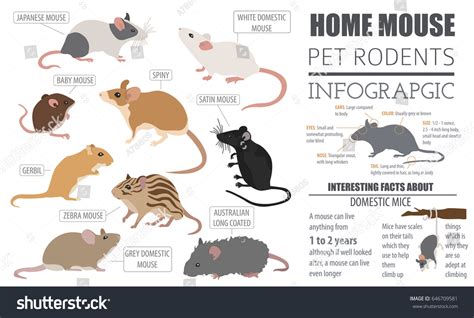 Mice Breeds Icon Set Flat Style Stock Vector (Royalty Free) 646709581