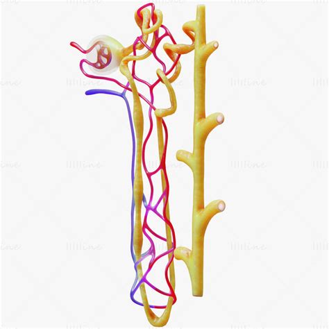 Kidney Nephron 3D Model