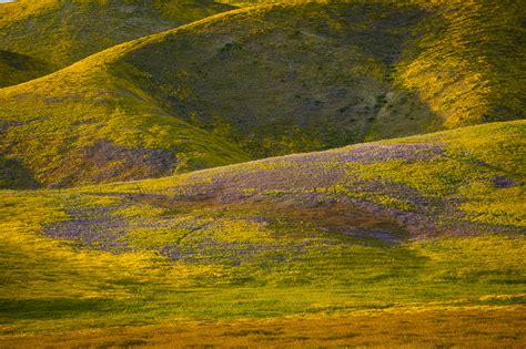 Flowers near San Luis Obispo - Vern Clevenger Photography