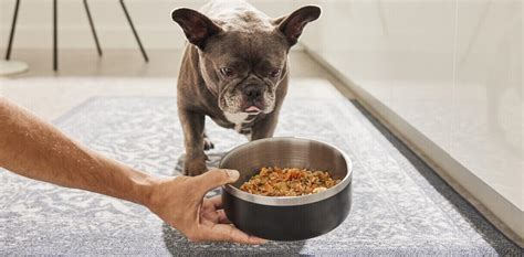 What is gently cooked dog food? - Pet Valu