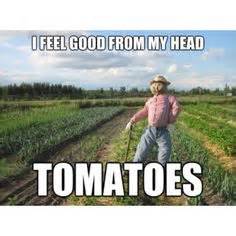 I feel good from my head tomatoes! Memes Humor, Humor 2015, Humour Quotes, Job Humor, Job Quotes ...