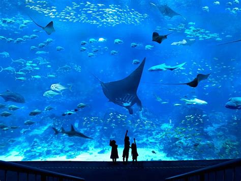 SEA Aquarium, Singapore - Timings, Safari Cost, Best Time to Visit