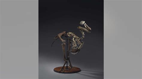 Rare dodo skeleton up for auction, could sell for $750G - WSBuzz.com