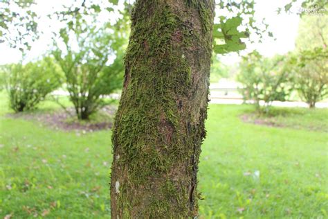 ACER PSEUDOPLATANUS BRILLIANTISSIMUM Gorski Javor Brilliantissimum