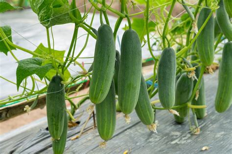 The Best Pickling Cucumbers - Minneopa Orchards