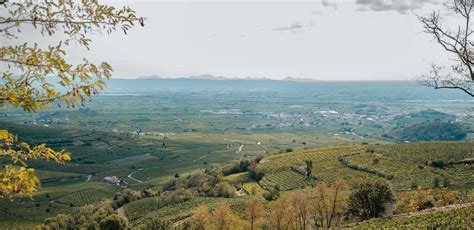 Anselmi San Vincenzo test - Ethica Wines | Italian Roots. Global Reach.