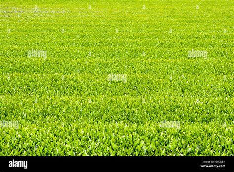 Green Tea Farm In Spring Stock Photo Alamy