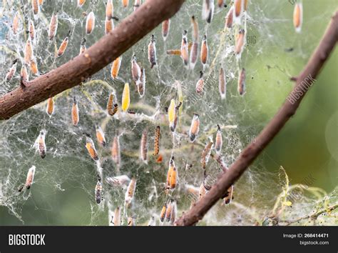 Colony Moth Larvae Image & Photo (Free Trial) | Bigstock