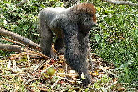 Gorilla - Wikipedia